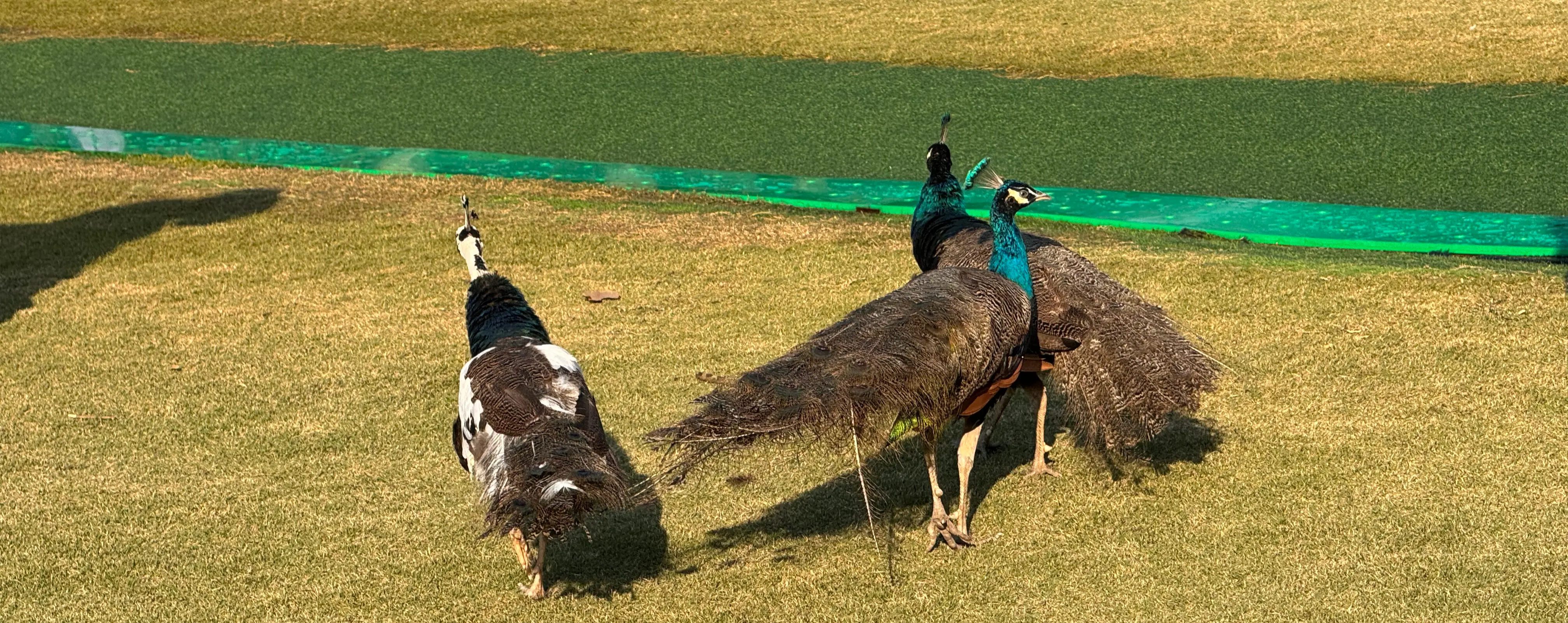 IMG_6220 1-366j.png